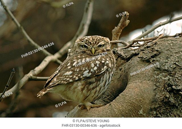 Little Owl Athene noctua adult, at nesthole entrance in tree, Norfolk, England