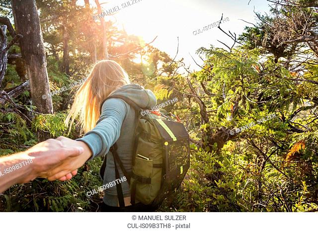 Female hiker leading boyfriend through forest, Pacific Rim National Park, Vancouver Island, British Columbia, Canada