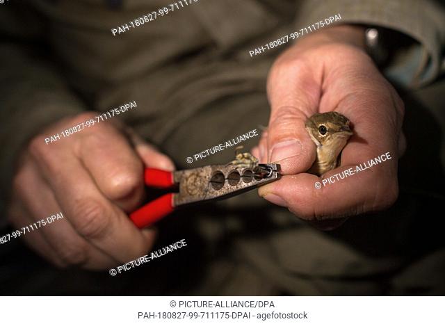 26 August 2018, Germany, Mennewitz: The ornithologist Ingolf Todte closes a ring with pliers around the foot of a reed warbler which he has caught in the reed...