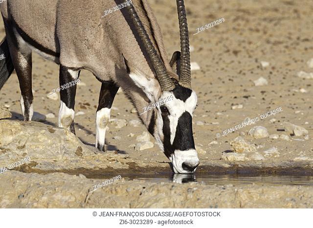 Gemsbok (Oryx gazella) drinking at a waterhole, Kgalagadi Transfrontier Park, Northern Cape, South Africa, Africa