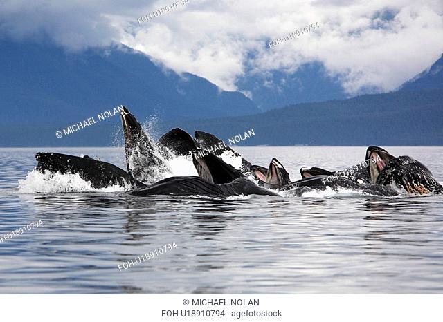 Humpback whales Megaptera novaeangliae co-operatively bubble-net feeding note the baleen hanging from the upper jaws Chatham Strait