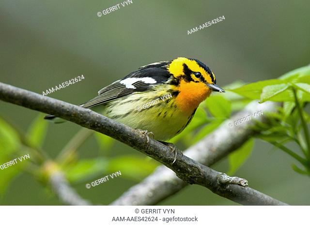 Adult male Blackburnian Warbler (Dendroica fusca) in breeding plumage. Tompkins County, New York. May