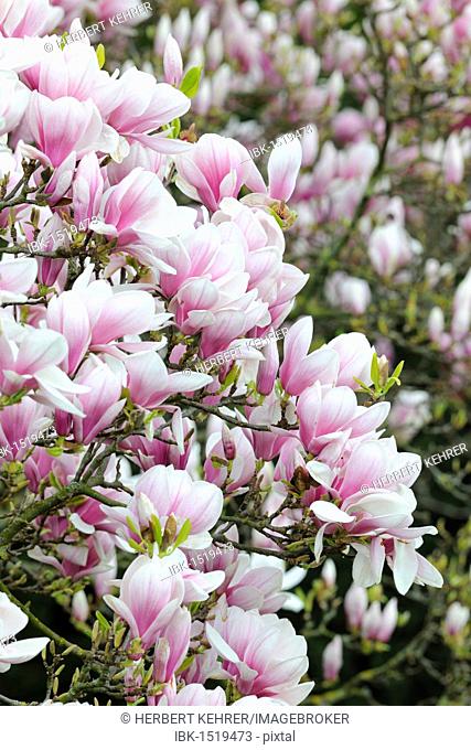 Tulip magnolia (Magnolia x soulangeana) Amabilis, cultivated variety