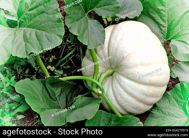In the garden among green leaves is growing a big pumpkin is white