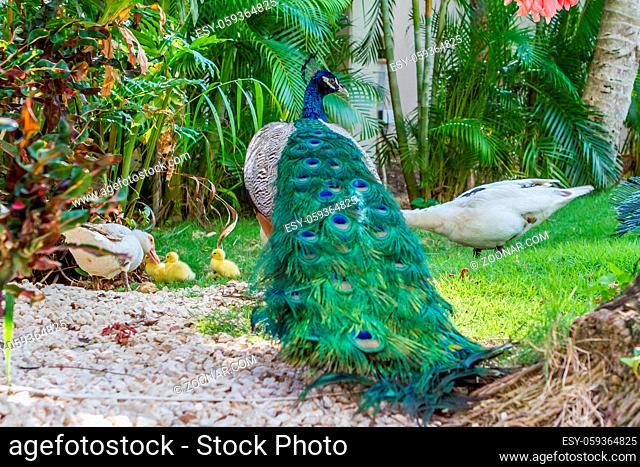 male peacock in front of green background, Feathers blue bird