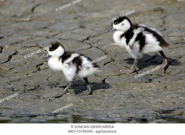 Shelduck - 2 Ducklings on mudflats (Tadorna tadorna)