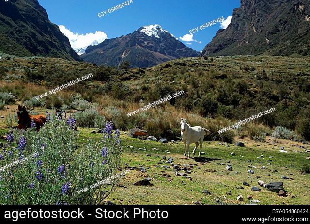 Horizontal view of a mountain landscape with wild horses in the Cordillera Blanca in the Andes of Peru