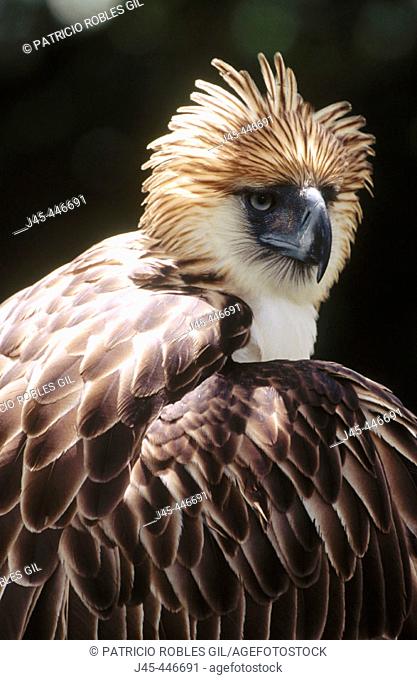 Greater Philippine Eagle (Pithecophaga jefferyi), captive. Philippines