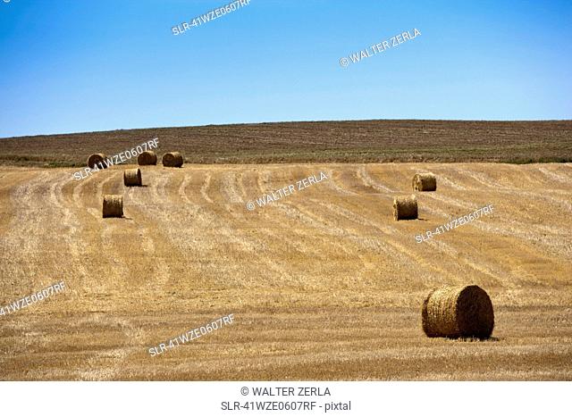 Hay bales in rural crop field