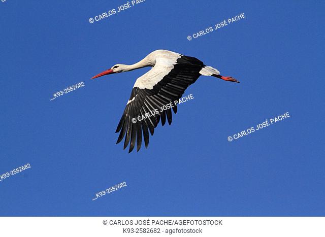 White stork (Ciconia ciconia). Extremadura. Spain