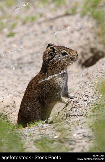 Highland tuco-tuco (Ctenomys opimus), adult, view over mound, Pozuelos National Monument, Jujuy, Argentina, South America