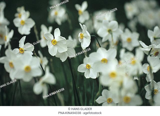 Pheasant’s-eye Daffodil Narcissus poeticus