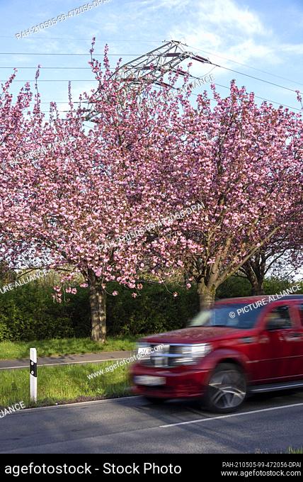 03 May 2021, Saxony-Anhalt, Magdeburg: Every year in spring, Japanese ornamental cherries blossom in Magdeburg. The cherry blossom can be experienced in Holzweg