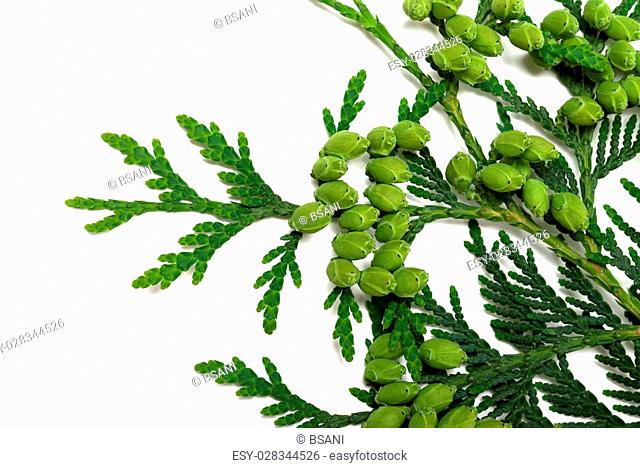 Twig of thuja with green cones isolated on white background. Close-up view