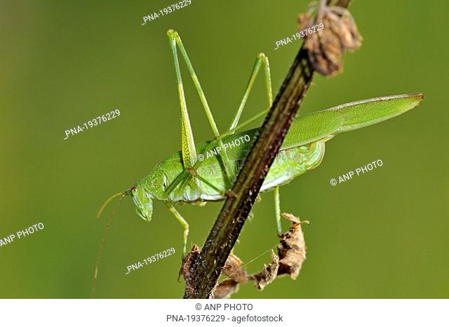 Sickle-bearing Bush-cricket Phaneroptera falcata - Bourgoyen Ossemeersen , Ghent, Scheldeland, Leiestreek, Flanders, Belgium, Europe