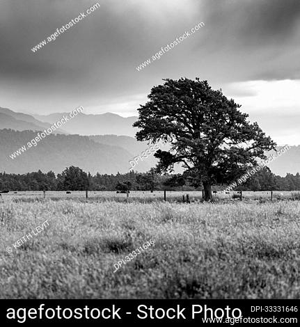 Large tree on a grassy field with mountains in the background, along the Lake Matheson Walk near the township of Fox Glacier
