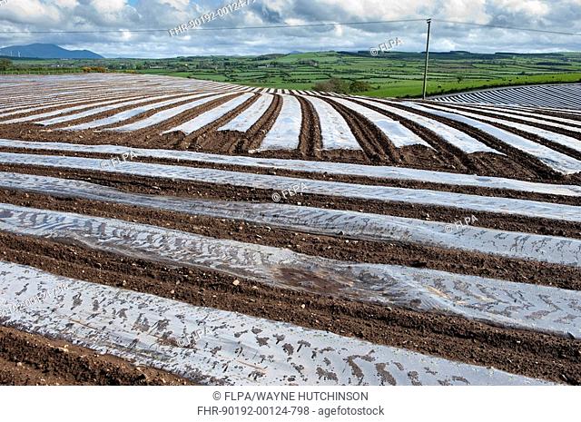 Maize Zea mays crop, newly sown field covered with with bio-degradable plastic protective sheeting, Maryport, Cumbria, England