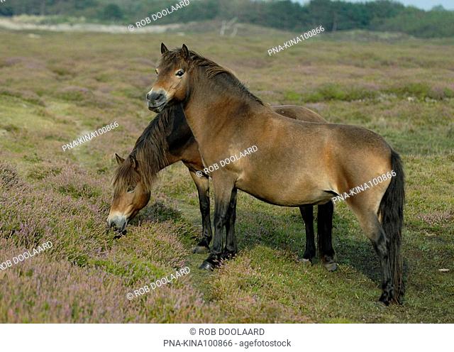 Exmoorpony, Exmoor pony Equus spp - Landerummerheide, Terschelling, Skylge, Wadden islands, Frisia, The Netherlands, Holland, Europe