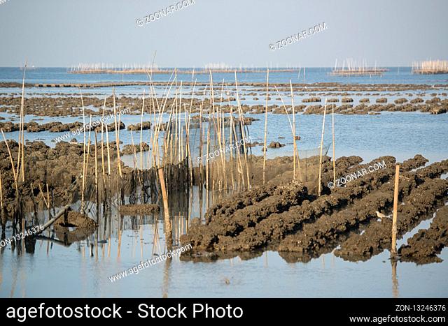 the oyster farms at the coast of the Town of Ang Sila near Beangsaen in the Provinz Chonburi in Thailand. Thailand, Bangsaen, November, 2018
