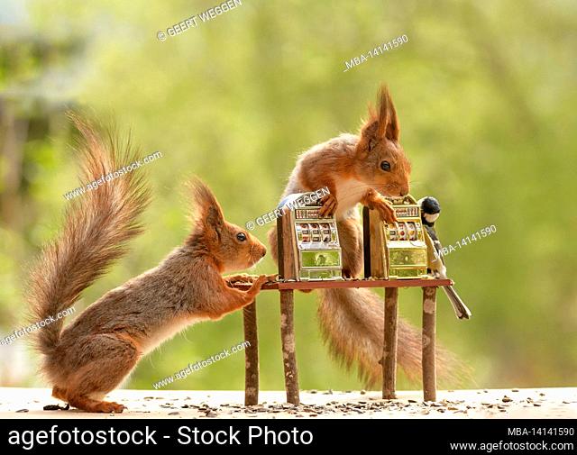 red squirrel and titmouse are standing with a slot machine