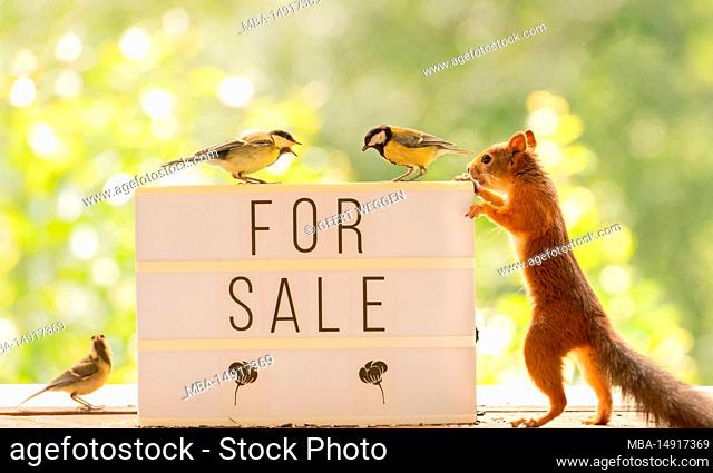 Red Squirrel and great tit with a for sale sign