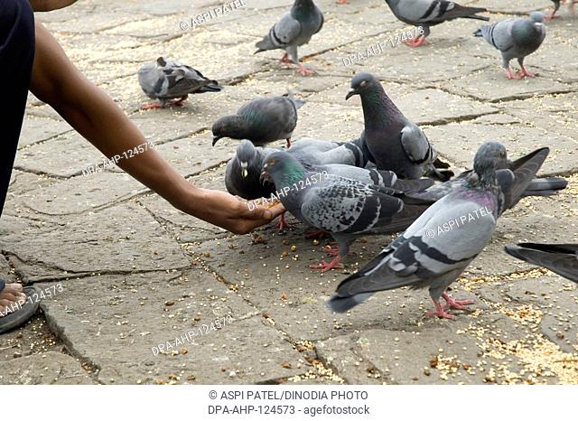 Man feeding grams to pigeons at Gateway of India ; Chatrapati Shivaji Udyan ; Apollo Bunder ; Bombay Mumbai ; Maharashtra ; India ; Asia