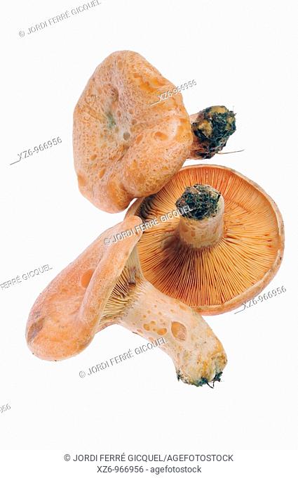 Edible mushroom, Saffron milk cap, Red pine mushroom, pinetell, níscalo, Lactarius deliciosus, white background