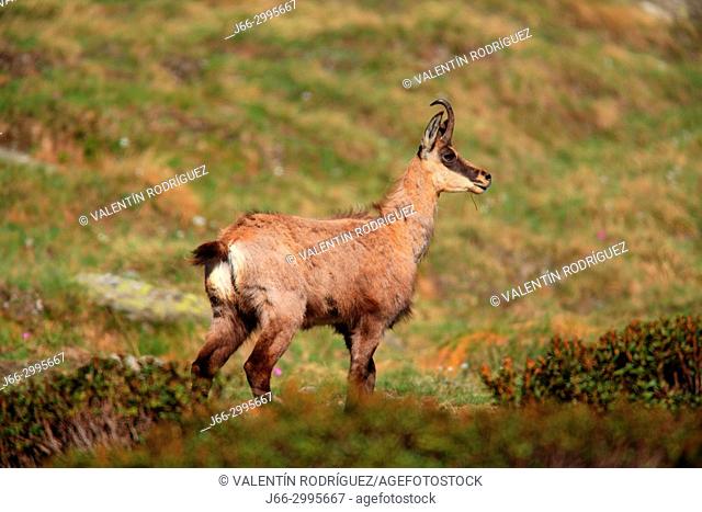 Chamois (Rupicapra rupicapra) in the national park Gran Paradiso. Italy