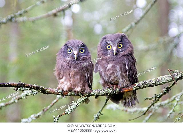 Boreal / Tengmalm's Owl two young perched on branch just after leaving nest Kajaani, Kuhmo area, Finland