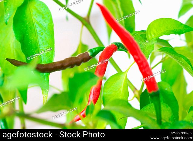 Red and green hot chili spice peppers grow on green plant, macro red peppers