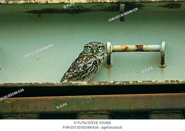 Little Owl Athene noctua adult, roosting on metal container, Merseyside, England