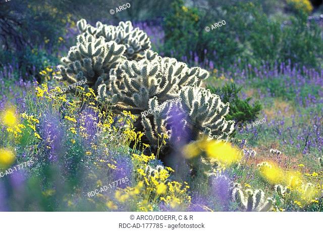 Teddybear Cholla, Desert Lupine, Brittlebush, Superstition Mountains, Arizona, USA, Opuntia bigelovii, Lupinus sparsiflorus, Encelia farinosa