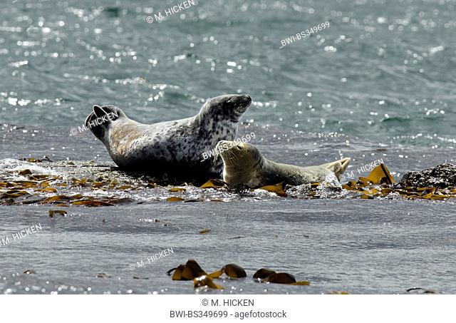 gray seal (Halichoerus grypus), with pup on the beach, United Kingdom, England, Northumberland, Farne Islands