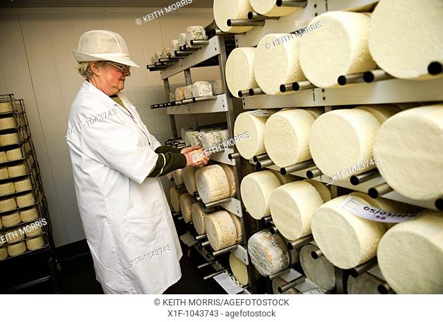 Rotating the cheeses at Caws Cenarth welsh organic farmhouse cheese makers, west wales UK