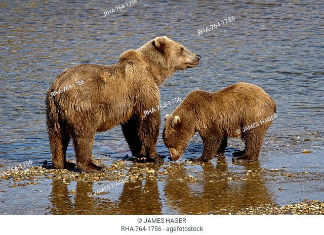 Brown Bear Ursus arctos horribilis sow and cub, Katmai National Park and Preserve, Alaska, United States of America, North America