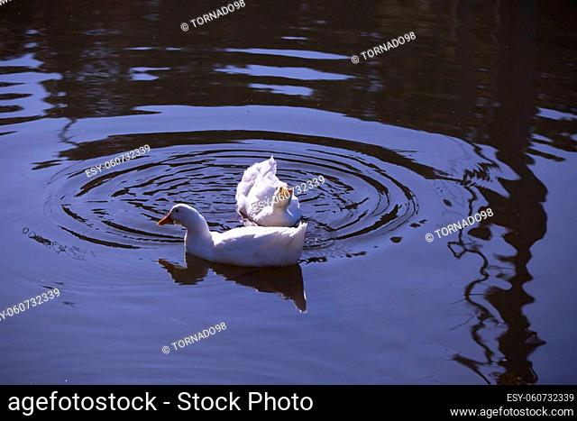 Two snow geese (Chen caerulescens) swimming across a waterway