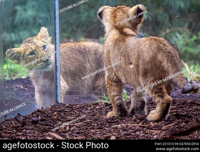PRODUCTION - 09 October 2023, Mecklenburg-Western Pomerania, Schwerin: A good thirteen weeks after birth, the two little lion cubs of the Asiatic lioness Heidi...
