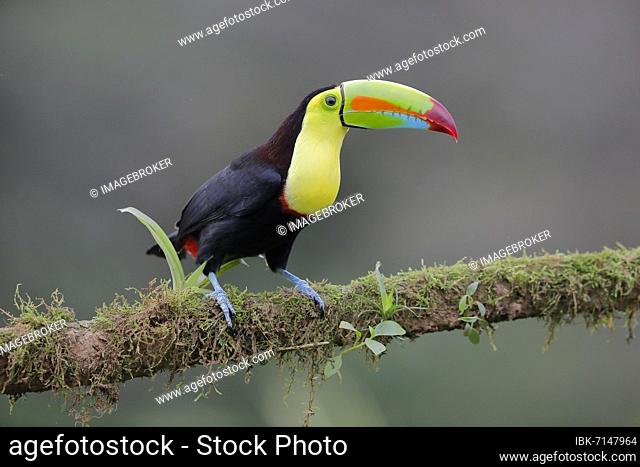 Fishing toucan also called Keel billed Toucan (Ramphastos sulfuratus) on overgrown branch, Boca Topada, Costa Rica, Central America