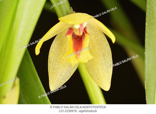 Octomeria rodriguesii (= O. gracilis) orquídea brasileña