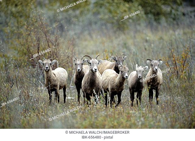Bighorn Sheep, American Bighorn, Mountain Sheep (Ovis canadensis), heard of females and young