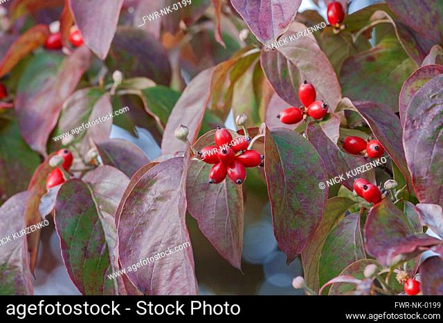 Dogwood, Flowering Dogwood, Cornus florida, Mass of small red coloured berries growing outdoor