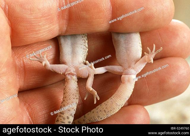 Texas clawed gecko in human hand, male and female (Coleonyx brevis)