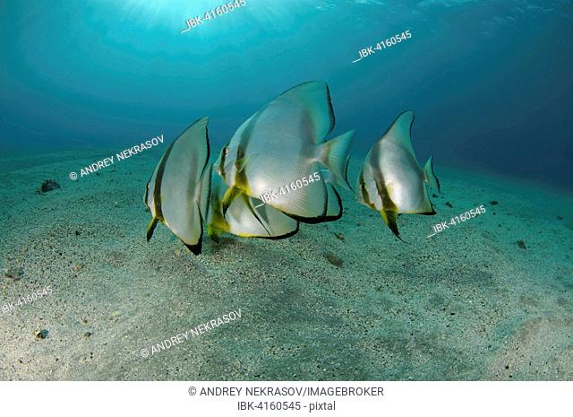 Orbicular Batfish (Platax orbicularis) on sandy seabed, Red Sea, Marsa Alam, Abu Dabab, Egypt