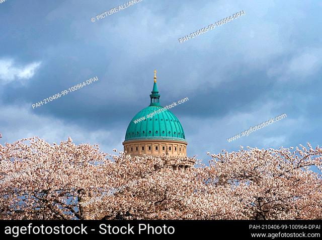 06 April 2021, Brandenburg, Potsdam: The sun shines on the white blossoms of the Japanese ornamental cherry trees in the Lustgarten against the backdrop of a...