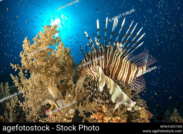 Red Lionfish, Pterois miles, Elphinstone Reef, Red Sea, Egypt