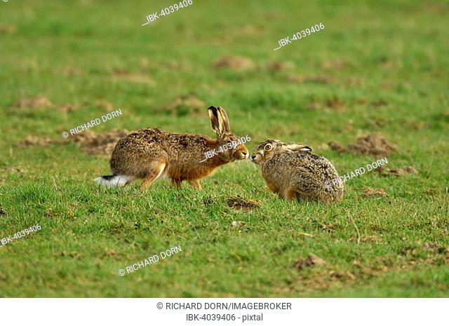Two hares (Lepus europaeus) sniffing each other on a meadow in the mating season, North Rhine-Westphalia, Germany