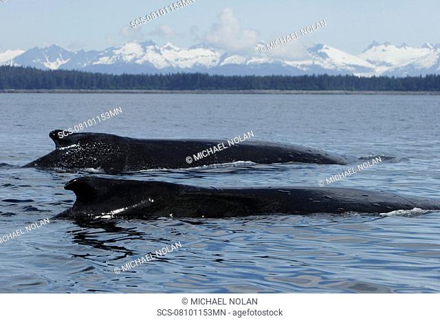 Two Humpback Whales Megaptera novaeangliae surfacing in Southeast Alaska, USA Pacific Ocean
