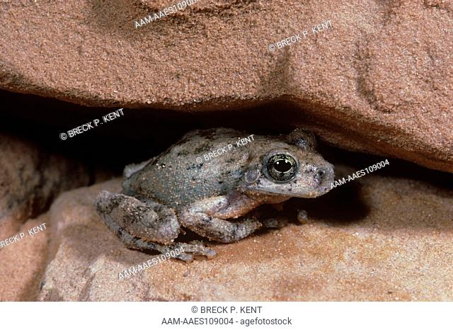 Canyon Treefrog (Hyla arenicolor) Utah