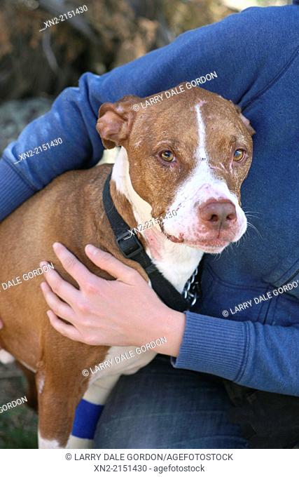 Rescue dog seeking adoption at a shelter in Glenwood Springs, Colorado, United States