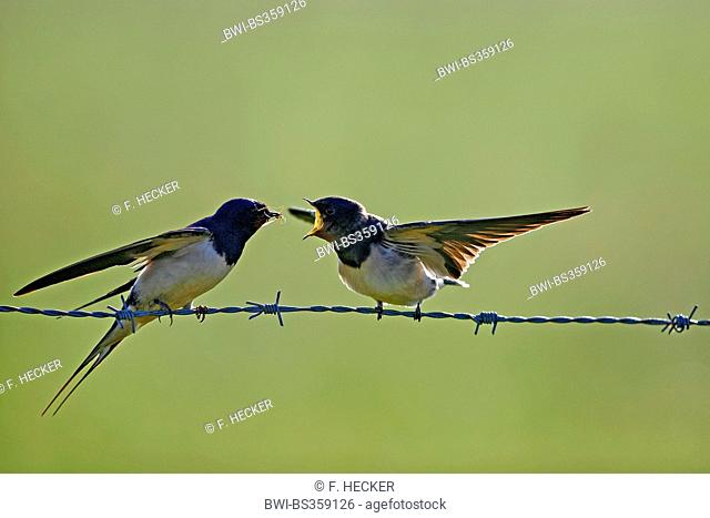 barn swallow (Hirundo rustica), adult bird feeding a fledged young bird on a barbwire, Germany